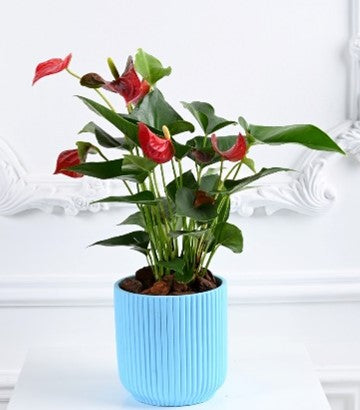 Gactus Plant Blue Pot