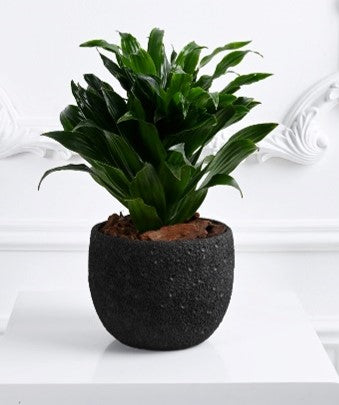 Peace Lily Plant