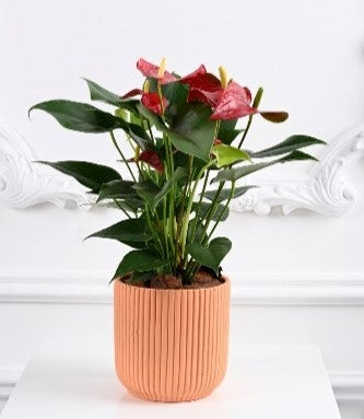Gactus Plant Brown Pot