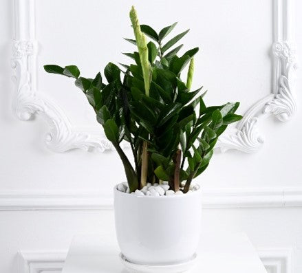 ZAMIA PLANT
