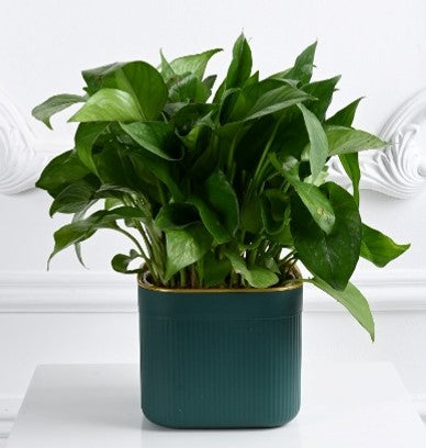 CALATHEA PLANT